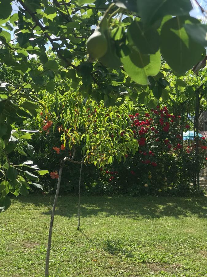 Guesthouse Planinsko Gnezdo Tŭzha المظهر الخارجي الصورة